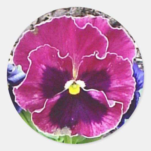 Magenta en Violet Pansy Sticker (Voorkant)