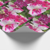 magenta en witte garnalen cadeaupapier (Hoek)