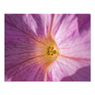 Magenta Flower Foto Afdruk