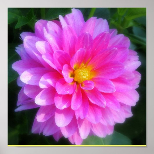 Magenta Flower Poster (Voorkant)