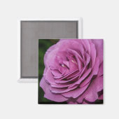 Magenta Garden Roos Magneet (Voorkant / Achterkant)