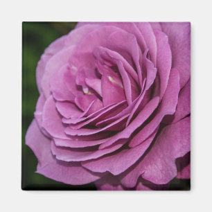 Magenta Garden Roos Magneet