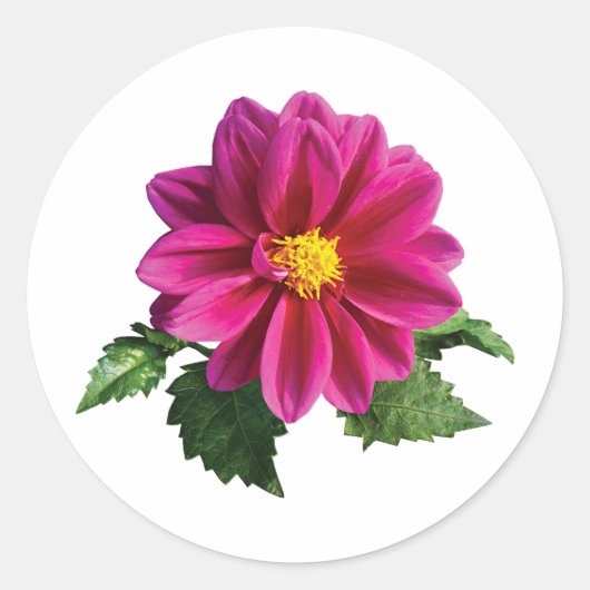 Magenta Gerbera Daisy Ronde Sticker (Voorkant)