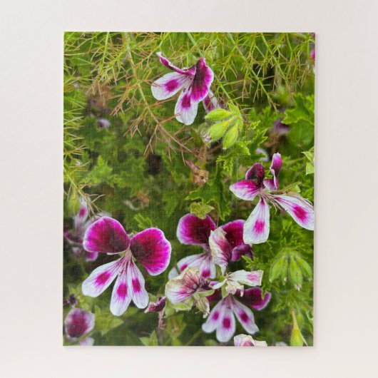 Magenta Geurende Bladgeranium, Oakland Legpuzzel (Verticaal)