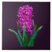 Magenta Hyacinth Tegeltje (Voorkant)