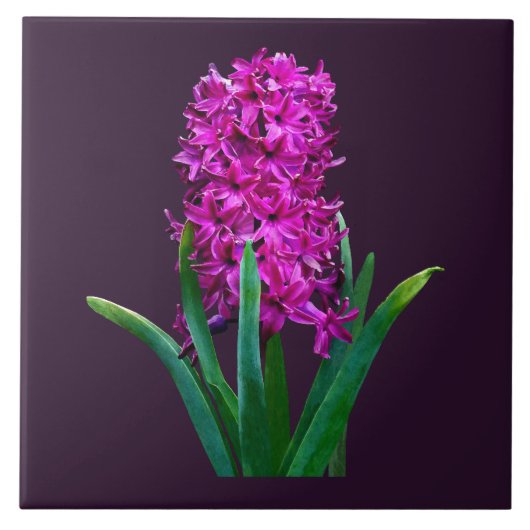 Magenta Hyacinth Tegeltje (Voorkant)