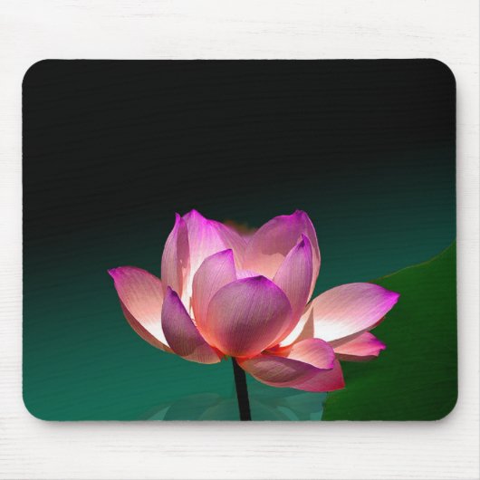 Magenta Lotus in volle bloei, mousepad Muismat (Voorkant)