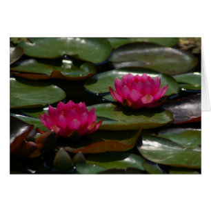 Magenta Lotus Waterlilies