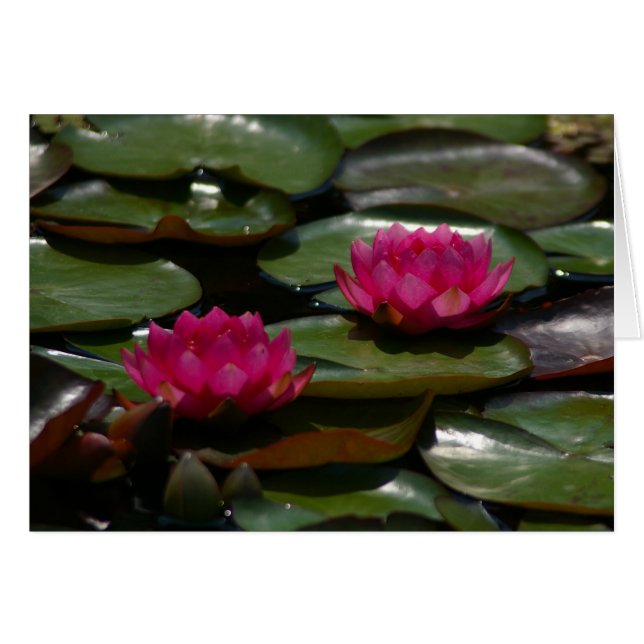 Magenta Lotus Waterlilies (Voorkant Horizontaal)