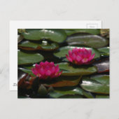 Magenta Lotus Waterlilies Briefkaart (Voorkant / Achterkant)