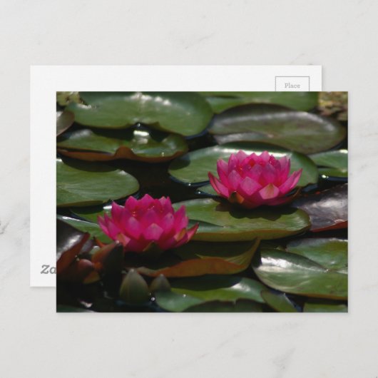 Magenta Lotus Waterlilies Briefkaart (Voorkant / Achterkant)