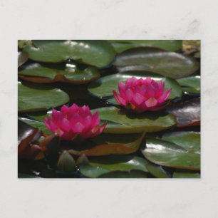 Magenta Lotus Waterlilies Briefkaart