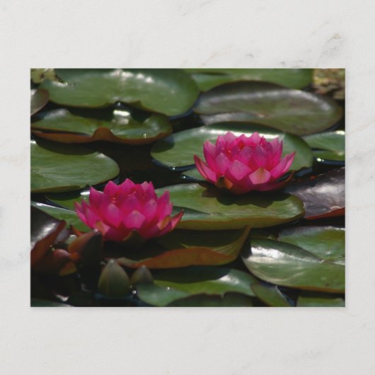 Magenta Lotus Waterlilies Briefkaart (Voorkant)