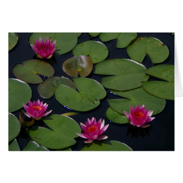 Magenta Lotus Waterlily (Voorkant Horizontaal)