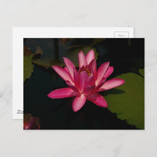 Magenta Lotus Waterlily Briefkaart (Voorkant / Achterkant)