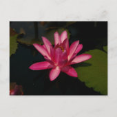 Magenta Lotus Waterlily Briefkaart (Voorkant)
