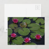 Magenta Lotus Waterlily Briefkaart (Voorkant / Achterkant)