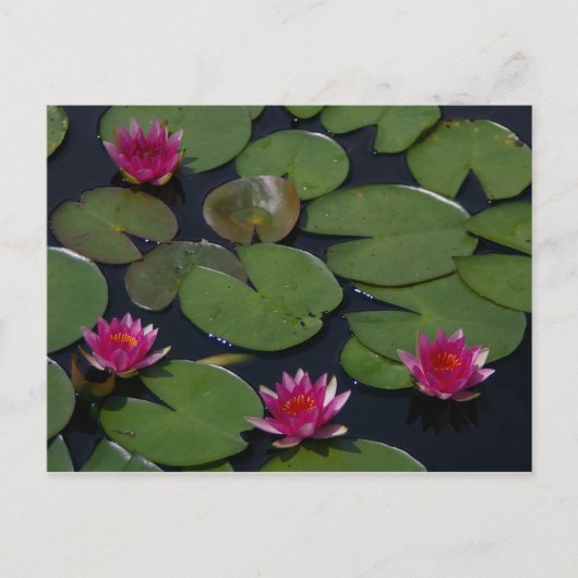 Magenta Lotus Waterlily Briefkaart (Voorkant)