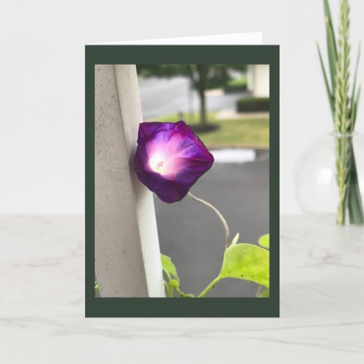Magenta Morning Glory Blanco Kaart (Voorkant)