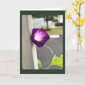 Magenta Morning Glory Blank Kaart (Gele Bloem)