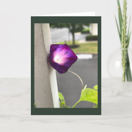Magenta Morning Glory Blank Kaart