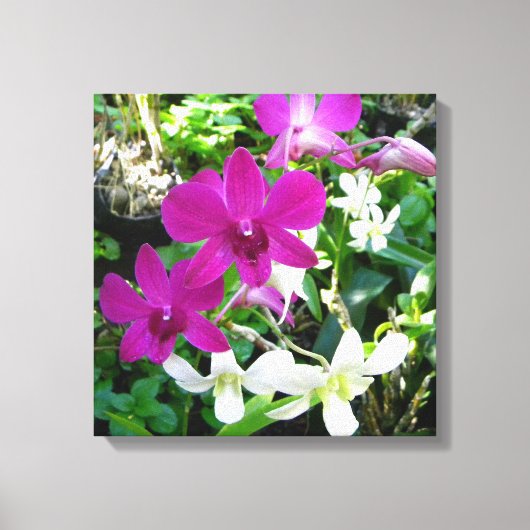 Magenta Orchideeën Verpakt Canvas Afdruk (Voorkant)
