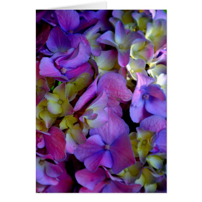 Magenta Paars blauw Hydrangeenbloemen (Voorkant)