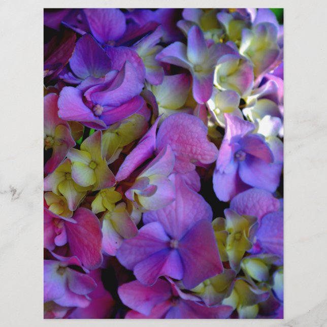 Magenta Paars blauw Hydrangeenbloemen (Voorkant)