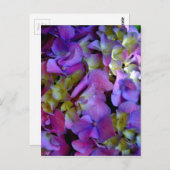 Magenta Paars blauw Hydrangeenbloemen Briefkaart (Voorkant / Achterkant)