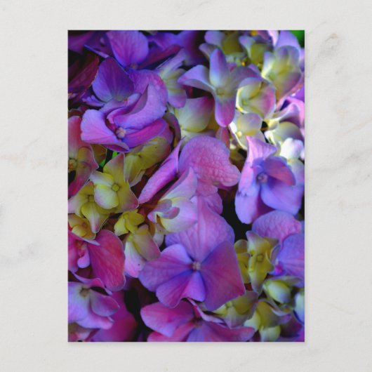 Magenta Paars blauw Hydrangeenbloemen Briefkaart (Voorkant)