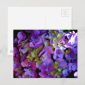 Magenta Paars blauw Hydrangeenbloemen Briefkaart (Voorkant / Achterkant)