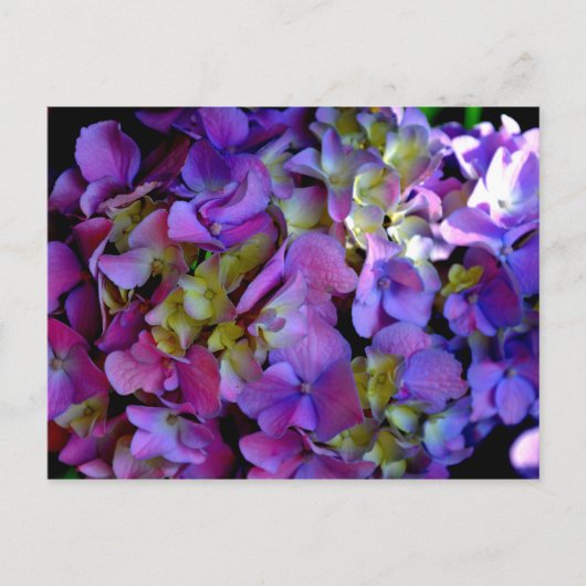 Magenta Paars blauw Hydrangeenbloemen Briefkaart (Voorkant)