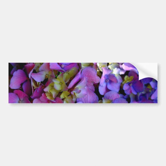 Magenta Paars blauw Hydrangeenbloemen Bumpersticker (Voorkant)