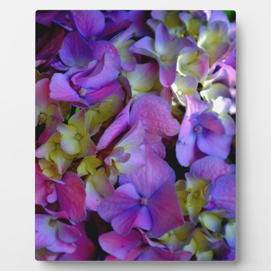 Magenta Paars blauw Hydrangeenbloemen Fotoplaat (Voorkant)