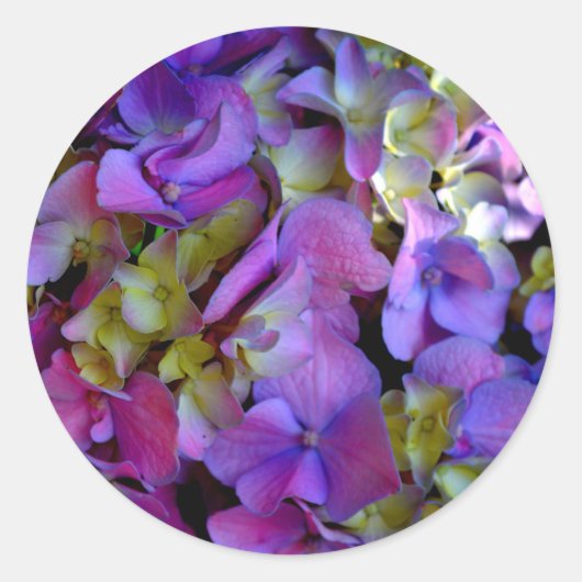 Magenta Paars blauw Hydrangeenbloemen Ronde Sticker (Voorkant)