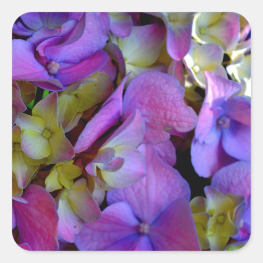 Magenta Paars blauw Hydrangeenbloemen Vierkante Sticker (Voorkant)