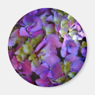 Magenta Paars Hydrangeas Paars blauw geel Magneet