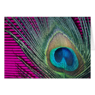 Magenta Peacock met lijnen