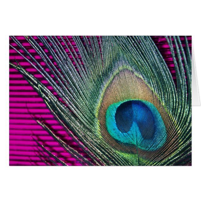 Magenta Peacock met lijnen (Voorkant Horizontaal)