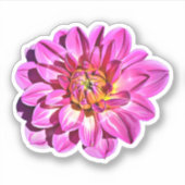 Magenta roze Giant Dahlia Flower Sticker (Voorkant)