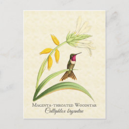 Magenta Throated Hummingbird Art Briefkaart