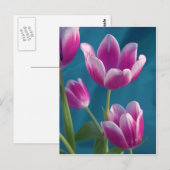 magenta tulips briefkaart (Voorkant / Achterkant)