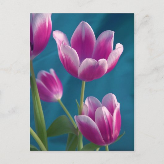magenta tulips briefkaart (Voorkant)