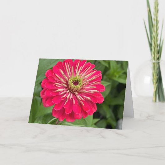 Magenta Zinnia Blank Note Card Bedankkaart (Voorkant)