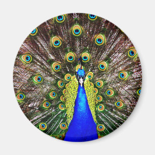 Magestic Peacock Magneet