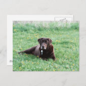 Maggie the Chocolate Lab Briefkaart (Voorkant / Achterkant)
