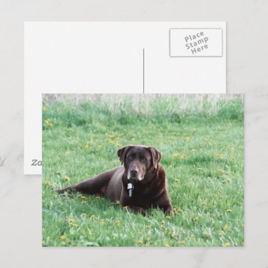 Maggie the Chocolate Lab Briefkaart (Voorkant / Achterkant)