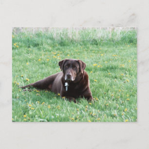 Maggie the Chocolate Lab Briefkaart