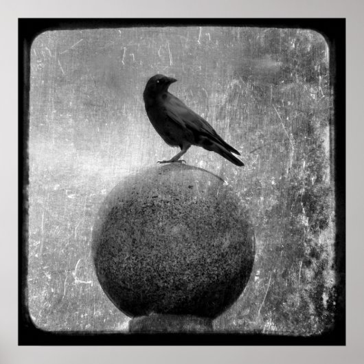 Magic Crow Poster (Voorkant)