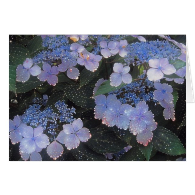 Magical Evening Hydrangea (Voorkant Horizontaal)